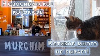 Новосибирское котокафе \