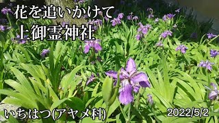 カキツバタが咲く頃、御霊神社はいちはつが満開に