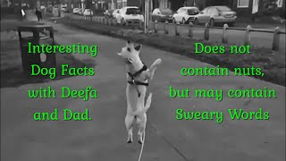 Interesting Dog Facts with Deefa and Dad