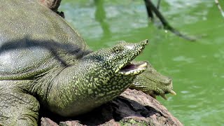 【亀の観察】口を開けたまま日光浴するスッポン