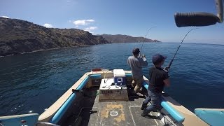 Rat Attack - Small Yellowtail at Catalina Island