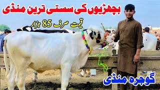 gojra maweshi mandi | today heifers rates update | bachrian | pk janwar mandi