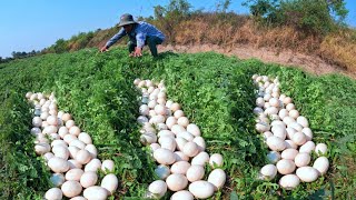 wow wow unique! A farmer picked up many duck eggs from under the grass in a lake near the village.