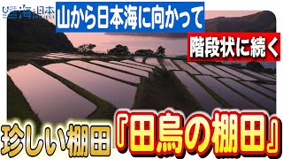 美しき棚田の風景！田烏の棚田で鯖のなれずしを味わう旅日本財団 海と日本PROJECT in ふくい2023 #05