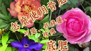 怎么用骨肥(bone meal) 给芍药、铁线莲、玫瑰等🌹卉植物施底肥 How to Apply Bone Meal to Your Flowering Plants