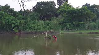 Traditional Net Fishing in Tangan River, Thakurgaon, Bangladesh