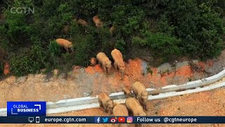 Herd of elephants' mystery 400 km hike continues in China