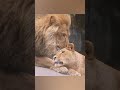 【オリト＆イオ】lion love story short ライオン オリト イオ kawaii lion 旭山動物園