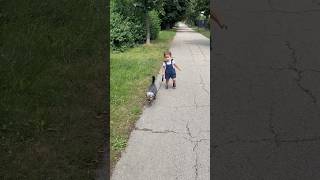 #happy #cute #funny #21monthsold #toddler #dog #walker #walking #thursday #walk #shorts