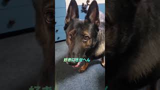 シェパード犬　チャレンジ精神をアピール#ボール遊び#屋根#germanshepherd#リベンジ