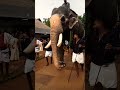 ബാസ്റ്റിൻ വിനയസുന്ദർ🐘 elephant festival aanapremi million foryou viral pets sunday india