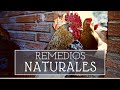 GALLINAS: curar y prevenir enfermedades con remedios naturales