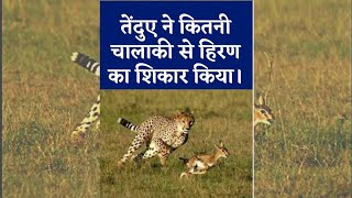 तेंदुए ने कितनी चालाकी से हिरण का शिकार किया। #shorts #wildlife  #animals