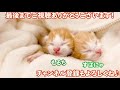 仲良く添い寝する双子の赤ちゃん子猫がかわいい。【保護猫】