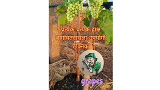 Grapes Farming Documentary | द्राक्ष लागवड माहिती व मार्गदर्शन | Grape Cultivation In Maharashtra MH