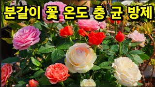 분갈이 한 꽃구경 하면서 키우기 알아보기