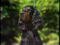 gordon setter akc dog breed series