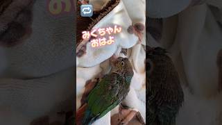 みくちゃんが大好きすぎるぽぽ【ウロコインコのぽぽ】