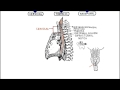 The Oesophagus