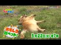 まさはる君が行く！ポチたまペット大集合 【ポチたま公式】