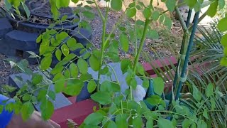 Moringa, Papaya and Collards!