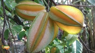 La carambola la fruta que muchos desprecian y no saben para todo lo que sirve