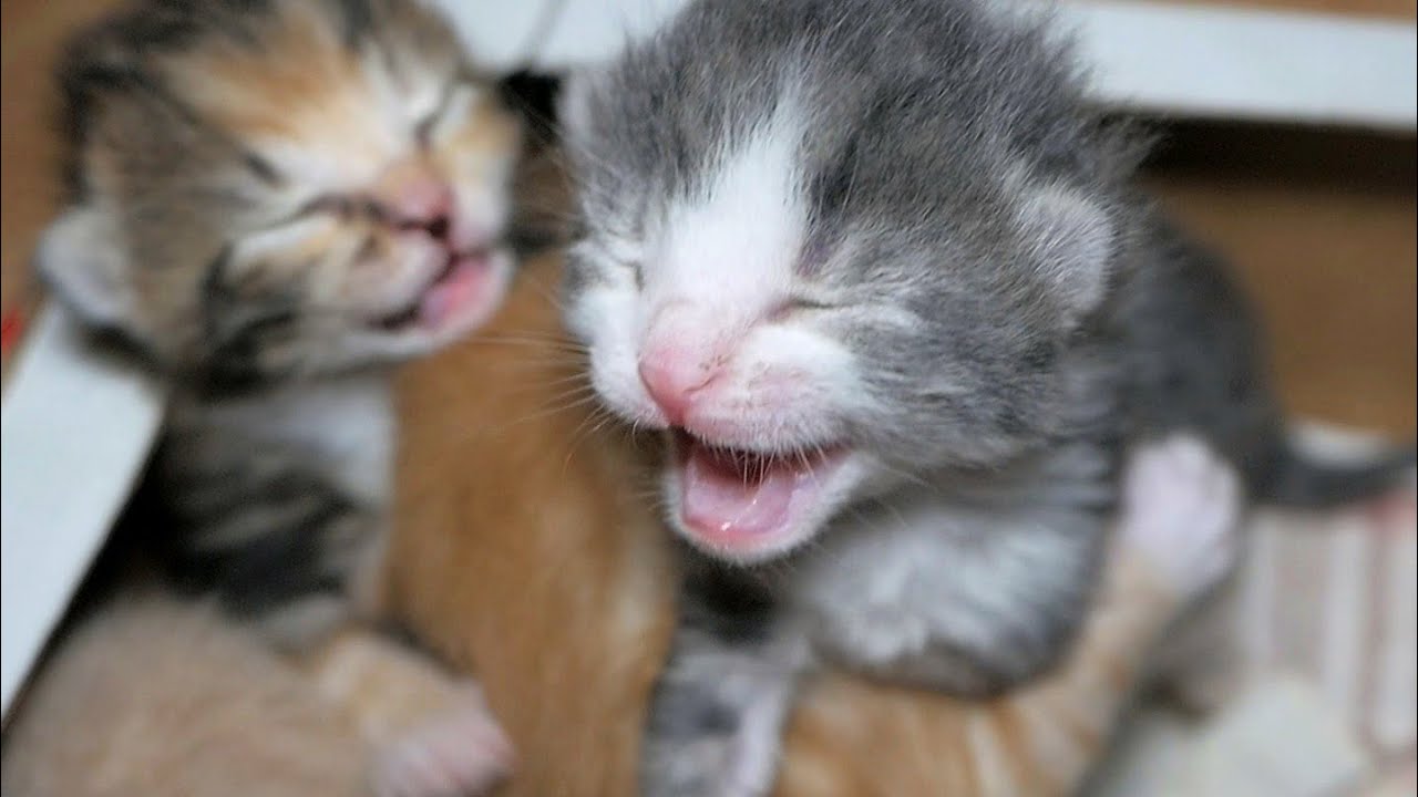 Cat Soothing Crying Baby Bringing Up A Litter Of Kittens Health