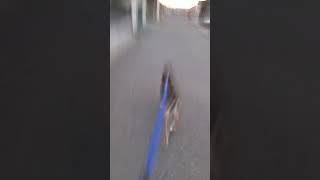 保護犬　四国犬ロッシちゃんボーイフレンドの元へ