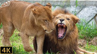 【ライオン】色んな事が起こるライオン園　多摩動物公園【Lion】Tama Zoological Park