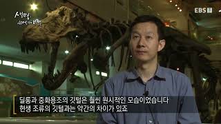 생명 40억년의 비밀 2부 깃털 이양기 #과학 다큐멘터리 #Scientific Documentary #생명탄생 #새의기원 #조류 #생명 #공룡