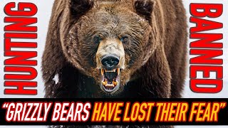"Grizzly bears have lost their fear" | The truth about hunting bans | Bear management expert