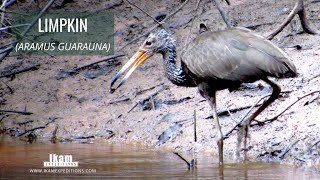 Limpkin (Aramus guarauna) feeding on snail in Alto Mayo wetlands, Peru