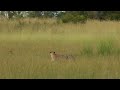 cheetahs encounter leopard andbeyond xaranna okavango delta lodge botswana wildwatch