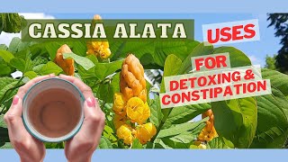 One of the Best CONSTIPATION Home Remedy \u0026 DETOX using Cassia Alata (Candle Bush) / Earth's Medicine