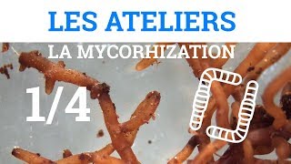 1/4 - Ateliers sur la Mycorhization - En Forêt (ré-upload)