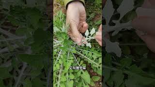 带你认识春天里的13种野菜 野菜 大自然的馈赠 你的家乡有这种植物吗 科普 内容启发搜素