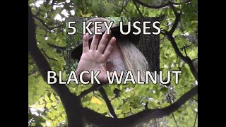 Black Walnut Five Uses   Wonder Wood Nice Nuts