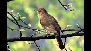 Nature Birds Ringtone | Ringtones for Android | Animal Ringtones.Birds Singing |