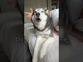 I Gave My Husky 100 Kisses & She Loves It