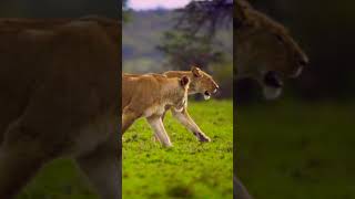 Wildlife Predators: Tiger, Lion, Leopard and Jaguar - The Four Big Cats | ,