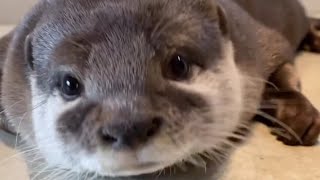 Otter Melonpan~Daddy! I feel sleepy and I'm not in a good mood to talk😂🦦🥰|FunnyOtter|Cute Otter