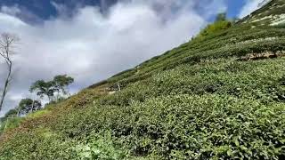 🔊龍鳳峽高海拔極品高山烏龍茶茶園  B