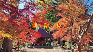 [栃木県益子町】圓通寺の紅葉