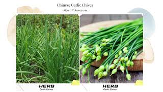 Asian Chinese Oriental Garlic Chives Allium Tuberosum Open Pollinated Heirloom Aromatic Non GMO Seed