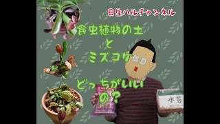 【食虫植物】用土はどちらがおススメ？食虫植物の土と水苔を使ってみた結果