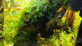 Courting and breeding behaviour of Asian stone catfish (Erethistes sp.)