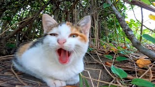 草むらに隠れていた子猫の三毛猫がカワイイ