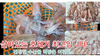 살아있는 호래기를 생으로 먹고 쪄서도 먹습니다. 역시 대박입니다. / korean sea food / sashimi /