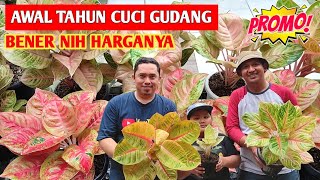 AWAL TAHUN CUCI GUDANG‼️ Aglonema Harga Promo, Bener nih harganya ~ 723