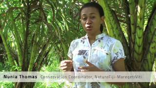 The Sago Saga ~ NatureFiji-MareqetiViti